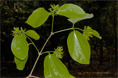 Strychnos nux-vomica